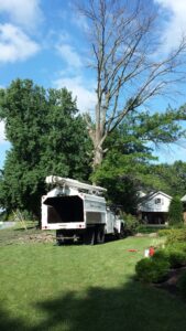 Douglas Tree Service Lancaster