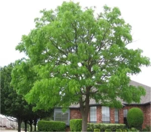 tree trimming