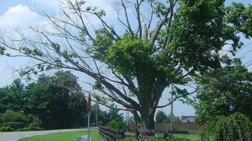 Hazardous tree removal Lancaster PA