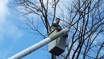 trimming a large tree in Lancaster Pa