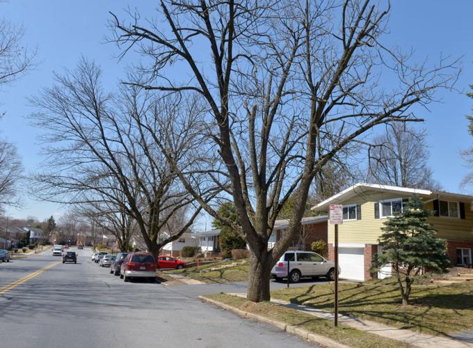 Tree service in Landisville inspecting dead ash trees