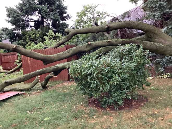 Swift, reliable, and efficient emergency tree service in Lancaster PA