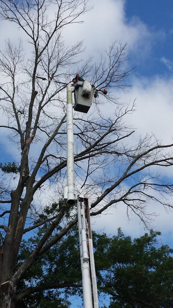 Trimming a tree from my bucket truck