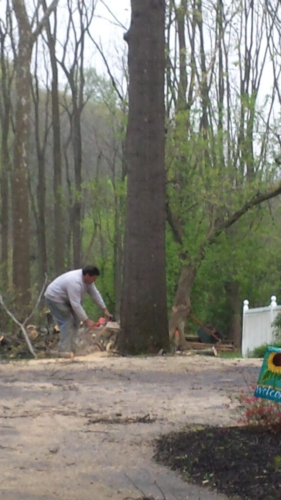 felling a tree