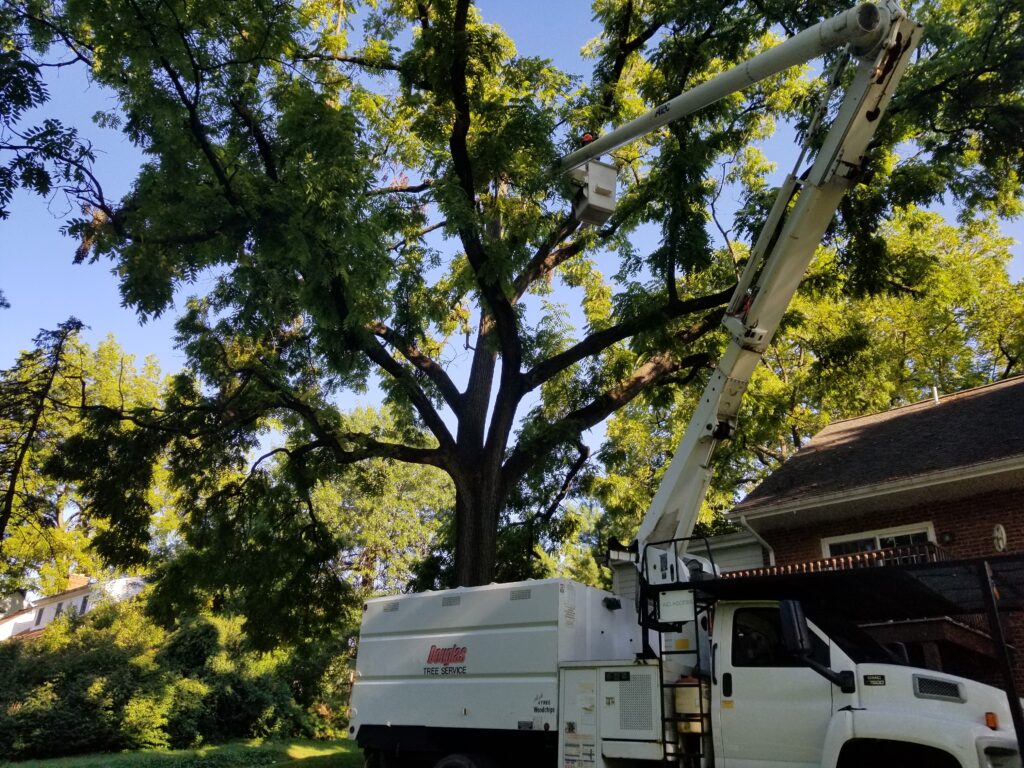 Arborist in bucket truck