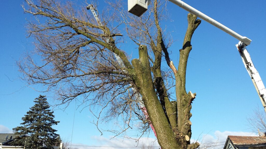 Removing a tree in Lancaster Pa