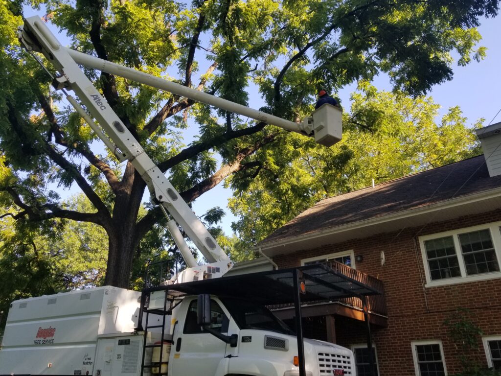 exceptional tree care and property maintenance services