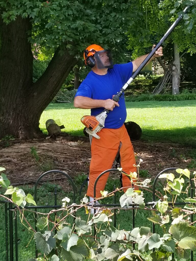 Tree shaping and pruning in Lancaster