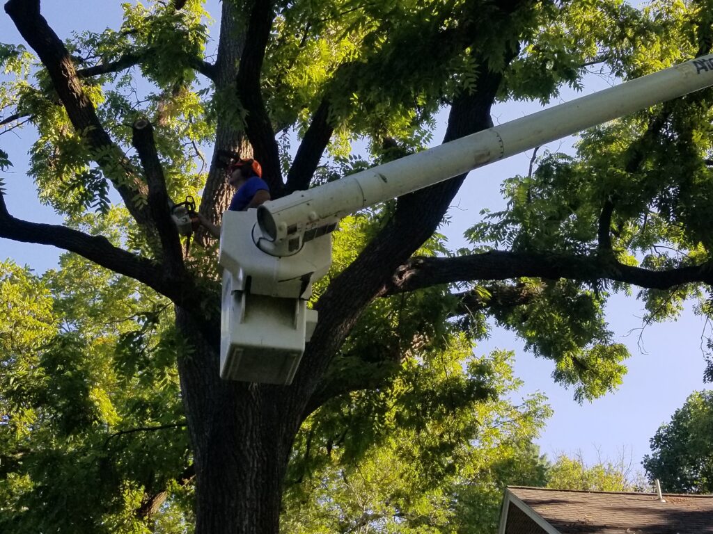 Tree removal worker in Lancaster, PA, preparing for storm cleanup