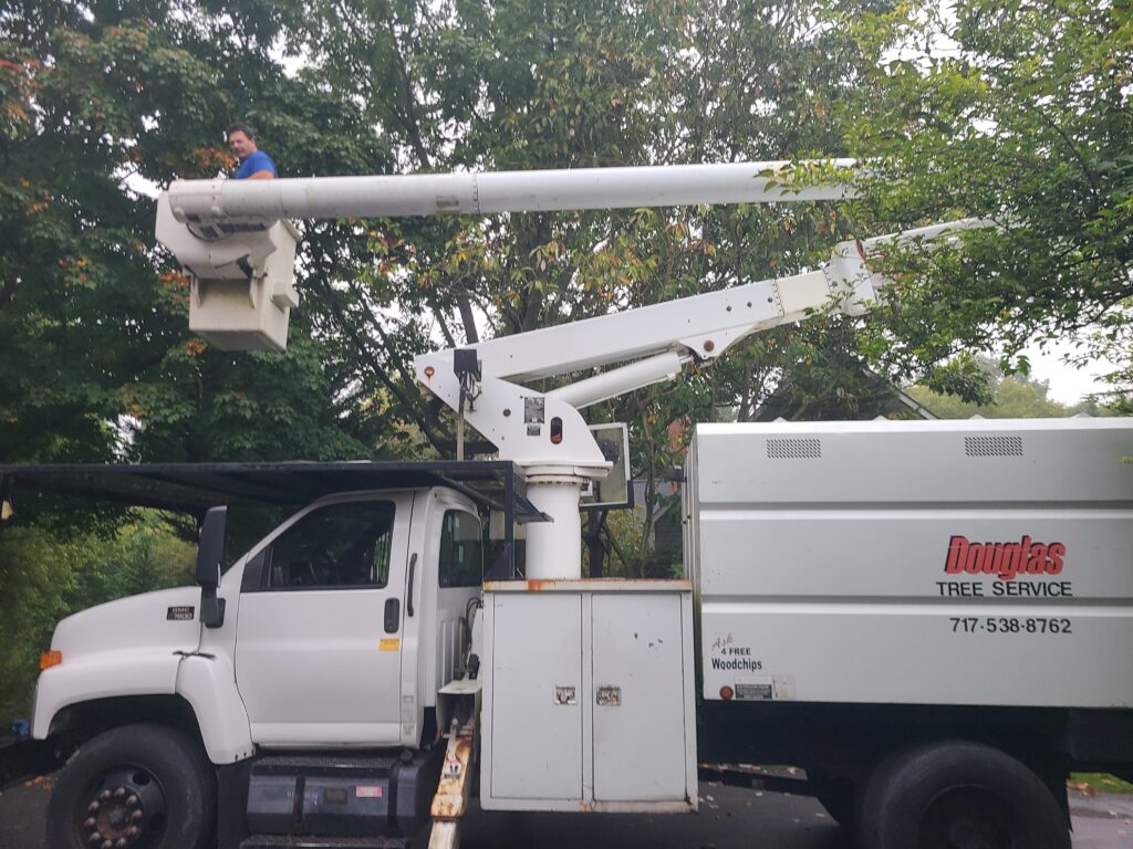 preparing to trim a tree