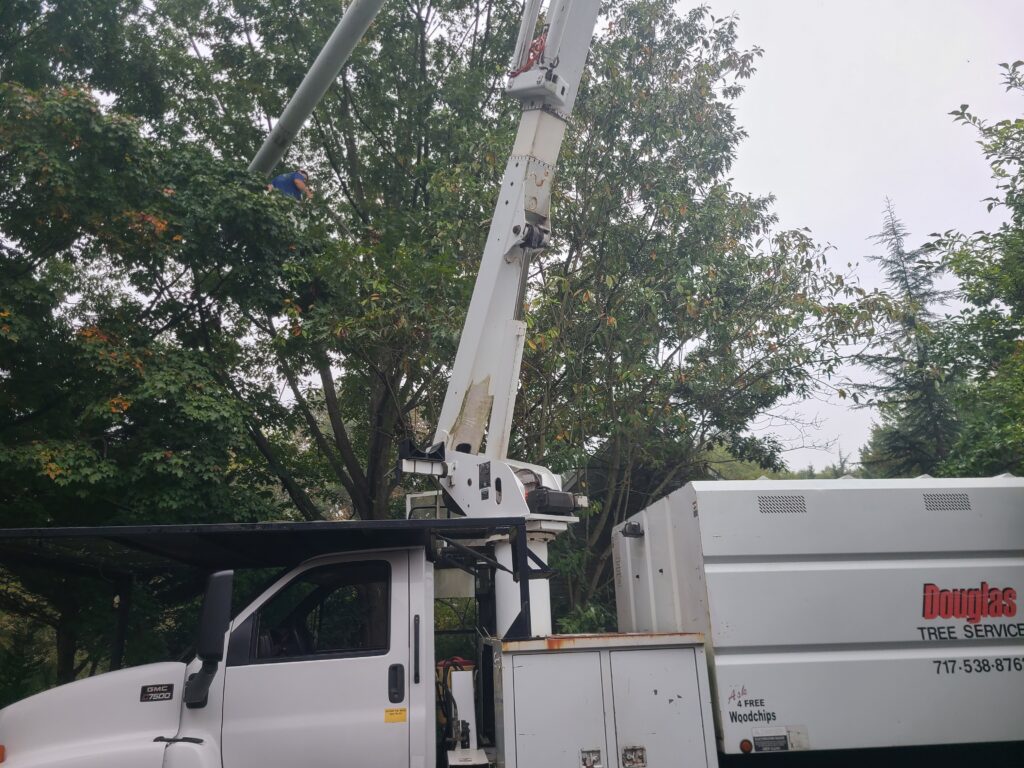 Removing a Tree in Lancaster, PA