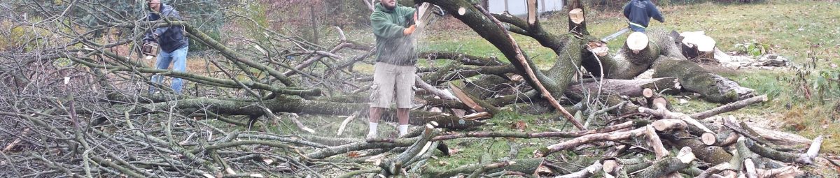 removing a dead tree