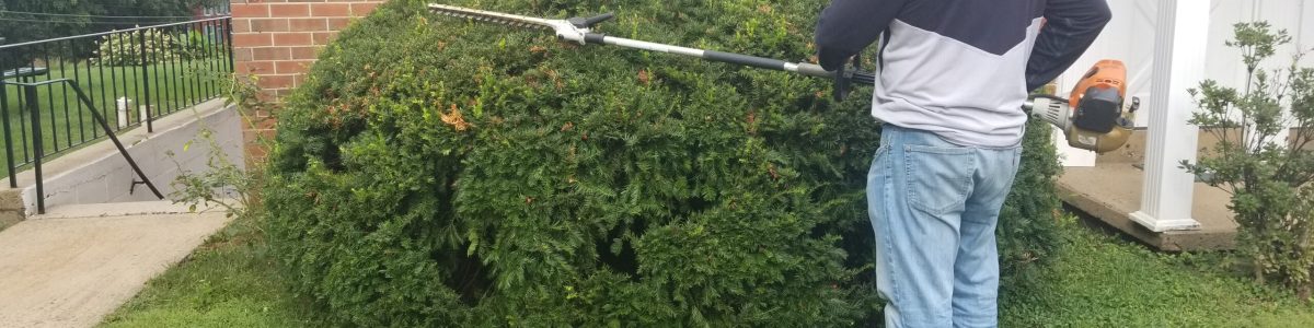 Neatly trimming a hedge