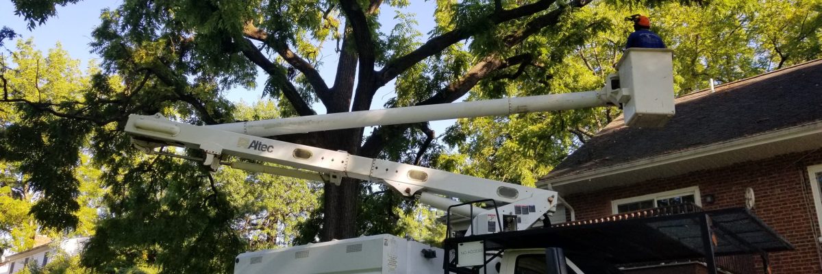 Arborist in bucket truck