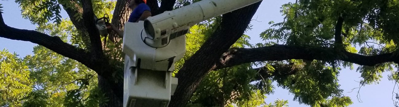 Tree removal worker in Lancaster, PA, preparing for storm cleanup