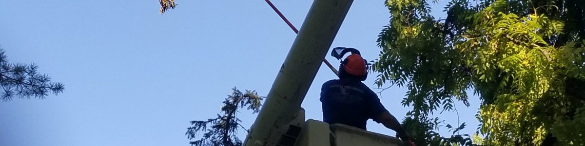 Trimming a walnut tree.